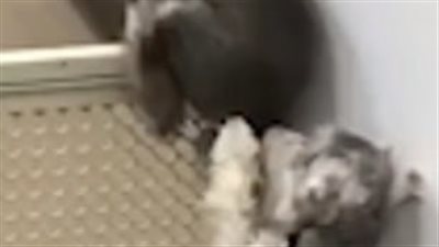 كلبة تساعد جروها على الهرب بطريقة ذكية (فيديو وصور)