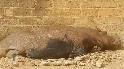 صياد يقتل وحيد قرن يثير ذعر السكان (فيديو وصور)