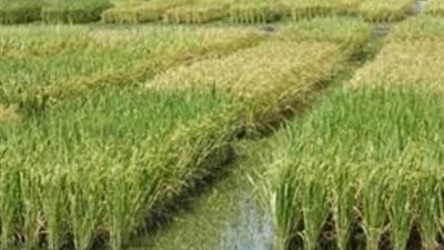 فتنة «الحبة البيضاء» تضرب «بر مصر».. حظر الأرز قرار «خراب البيوت».. ونقص التقاوي يهدد زراعته.. كفر الشيخ «خاوية على عروشها».. والفيوم محافظة الـ«10 سنوات ح