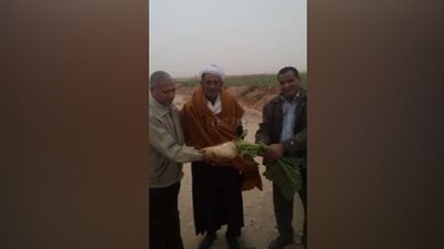 «من جرداء إلى جنة».. بدء موسم حصاد البنجر بأراضي السيسي بصحراء المراشدة (فيديو وصور)