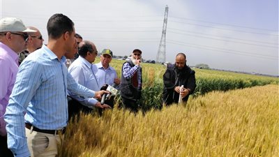 وزير الزراعة ينفي انتشار مرض 