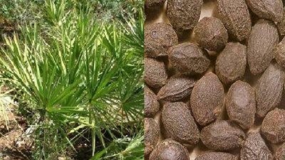 البلميط المنشاري يعالج الضعف الجنسي ويعزز الجهاز المناعي