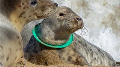 غزال يتناول كيس قمامة بلاستيك بمنتزه للحيوانات (صور)