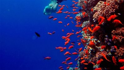 موقع بريطاني ينصح بزيارة خليج سوما في الغردقة (صور)