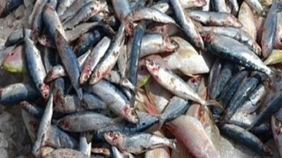 مصادرة 31 طن أسماك فاسدة قبل بيعها للمواطنين بالقليوبية