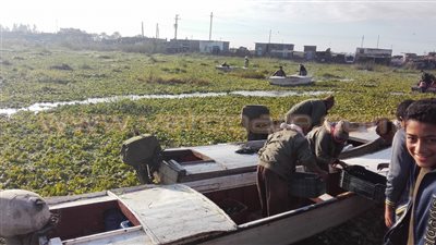 بالصور.. صيادو الدقهلية يستغيثون من غزو ورد النيل لبحيرة المنزلة