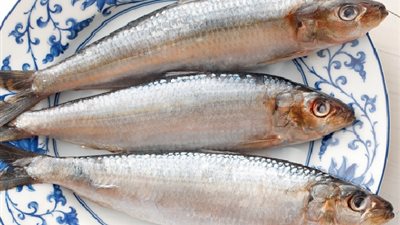 حضرى موس السردين على طريقة الشيف عظيمة حمدى