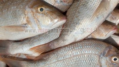 «قشر البياض» يسجل 23 جنيها بسوق الجملة