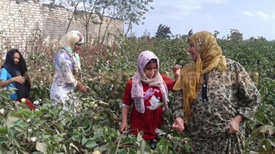 صرف 55 مليون جنيه لمزارعي محصول القطن بالشرقية