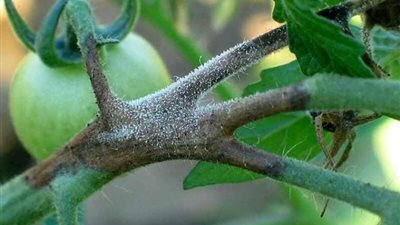 خبير زراعي يحذر من انتشار الندوة المتأخرة في الطماطم بسبب تقلبات المناخ