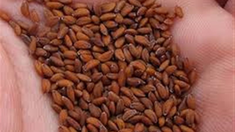 الحبة الحمراء 