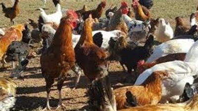 حي المعصرة يحذر الأهالي من تربية الطيور والماشية.. اعرف السبب