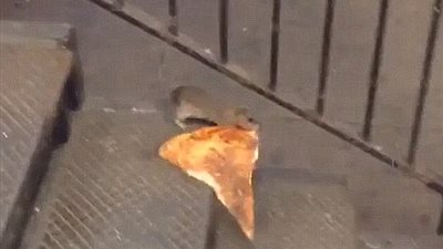 بالفيديو والصور.. فأر يجر آخر نافق داخل مترو أنفاق نيويورك