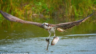 بالصور.. طائر محظوظ يصطاد سمكتين في لحظة واحدة