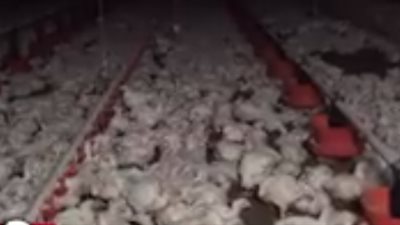 «فضيحة كنتاكي».. حشرات ودجاج مريض ونافق بمزرعة أشهر المطاعم (فيديو)