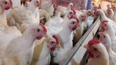 تعرف على حجم الإنتاج المحلي من الدواجن خلال شهر رمضان