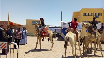 عروض بـ«الهجن والجمال» أمام لجان الاستفتاء في الوادى الجديد (صور)