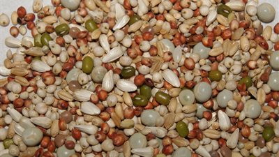 175 جنيهًا للذرة الصفراء بالقاهرة..اليوم