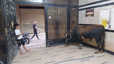 عجل وزينة.. المطرية تستعد لاستقبال فريال أشرف بطلة مصر في أولمبياد طوكيو | فيديو