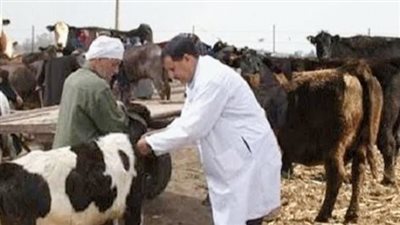 تعيينات الأطباء البيطريين أزمة لا تنتهي.. المشكلة مستمرة منذ 1995.. والنقابة: نحتاج 20 ألف طبيب في 1300 وحدة