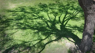 الانقلاب الصيفى، ظل الانسان أقصر ما يكون فى هذا اليوم