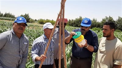 الوادي الجديد تستعد لمواجهة دودة الحشد الخريفي 