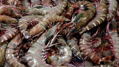 في خطوات بسيطة.. طريقة تنظيف الجمبري وتحضيره بطرق مختلفة