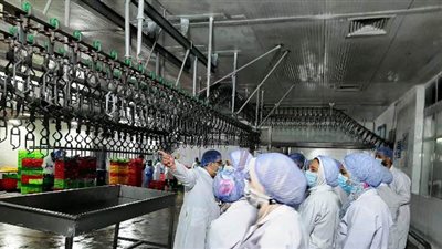 تجهيز كوادر طبية..تدريب 608 طلاب بالطب البيطري في الشرقية