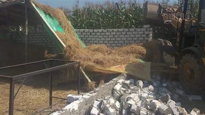 إزالة مزرعتي مواشٍ وتعديات على أراضٍ زراعية في السنطة| فيديو