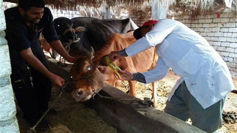 الاطباء البيطريين