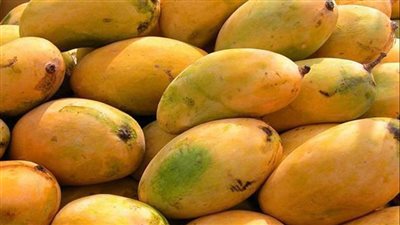 أسعار المانجو في سوق العبور اليوم