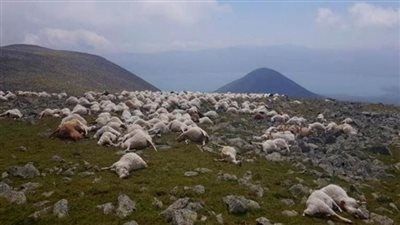 صاعقة رعدية تقتل 550 رأسا من الأغنام في جورجيا