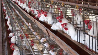 أسعار الدواجن اليوم السبت 14-8-2021