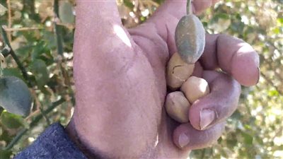 «بلح العبيد» صيدلية الطبيعة في صحراء الوادي الجديد.. يستخدم في علاج الأمراض المزمنة 