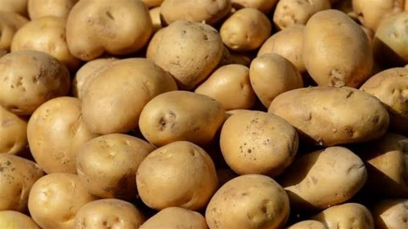 بطاطس