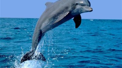 سؤال حيّر العلماء.. كيف تتعرف الدلافين على بعضها؟