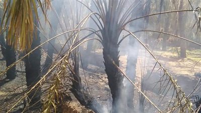 السيطرة على حريق التهم 35 نخلة بالواحات البحرية