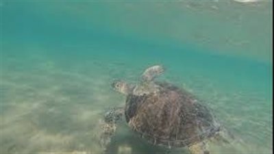 البيئة تنجح في إنقاذ سلاحف بحرية مهددة بالانقراض وإعادتها لبيئتها الطبيعية | صور