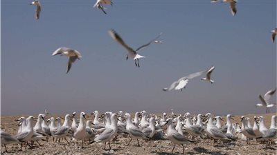 البيئة: بدء موسم رصد وتسجيل الطيور المهاجرة من أوروبا خلال موسم الخريف