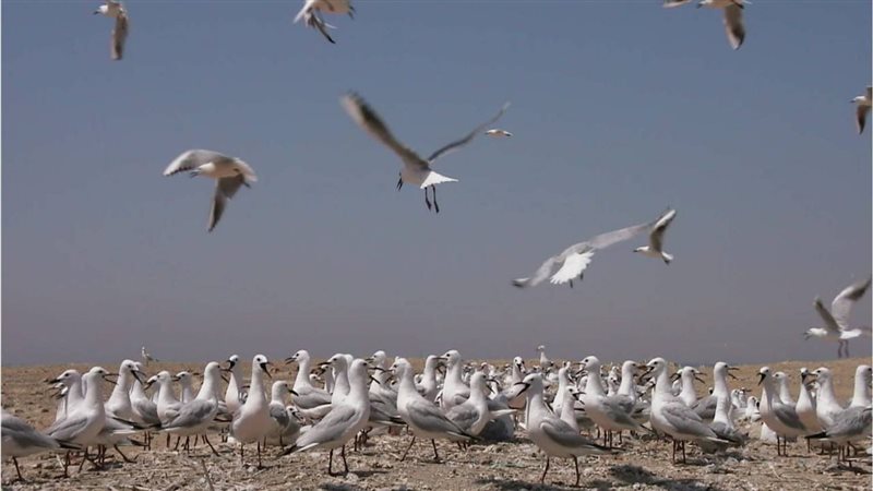 هجرة الطيور