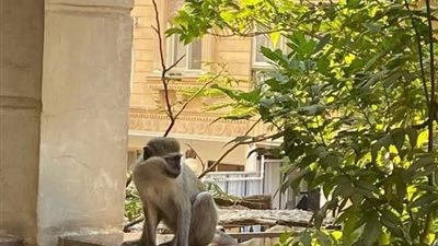 قرار جديد من النيابة في قضية صاحب النسانيس الهاربة في حدائق الأهرام 