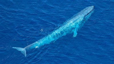 اللقاء الرهيب.. حوت عملاق يراقب سفينة | فيديو