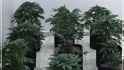 سجن كويتي 15 عاما زرع الحشيش في منزله