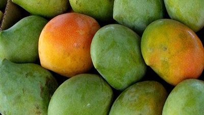 أسعار المانجو اليوم الخميس 19 - 8 - 2021