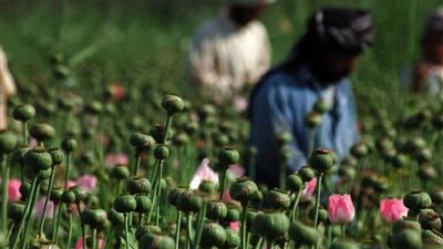 بعد سيطرتها على أفغانستان.. كيف ستتعامل طالبان مع الأفيون الأفغاني؟