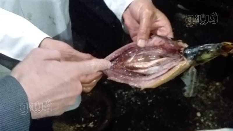 الواقعة