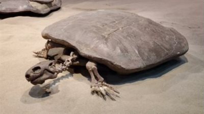 أستاذ دراسات بيئية: مليون نوع من الكائنات الحية مهدد بالانقراض