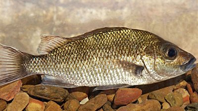 علماء يعثرون على نوع جديد من الأسماك في المياه العذبة الأسترالية