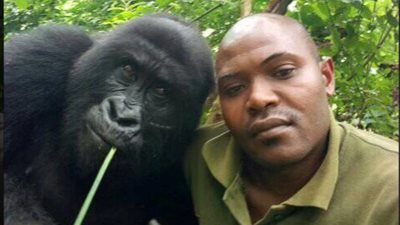 سيلفي حراس مع حيوانات الغوريلا تثير إعجاب نشطاء مواقع التواصل
