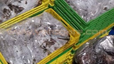 بالصور.. ضبط 2 طن أسماك فاسدة داخل مصنع تعبئة جنوب بورسعيد